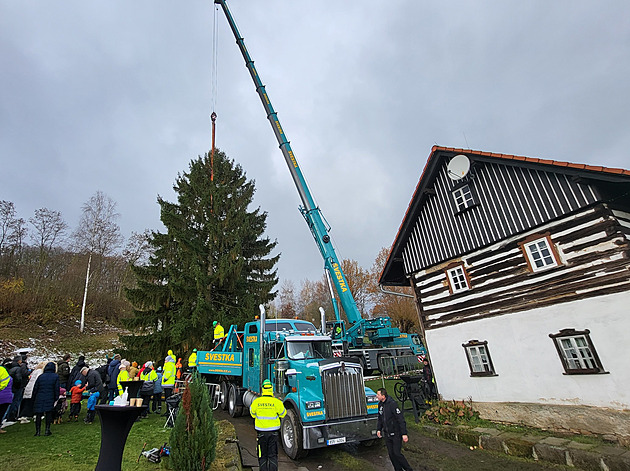 Nejvyšší za poslední roky. Strom pro Staroměstské náměstí pokáceli na Českolipsku