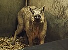 Babirusa sulawesk� je v p��rod� i v zoologick�ch zahrad�ch velmi vz�cn�m druhem...