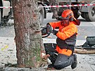 Kcen vnonho stromu v Chraniov a jeho peprava do Karlovch Var, kde byl...