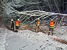 Liberetí hasii zasahovali u spadlého stromu na Semilsku. (28. listopadu 2023)
