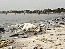 Zátoka Hann Bay v Senegalu se v posledních letech mní ve skládku. (2. ervna...