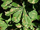 Listy po�kozen� larvami kl�n�nky