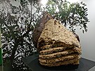 Hnízdo srn asijské, které sundali ze stromu v Plzni, vystavují nyní v...