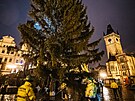 Na Staromstském námstí pracovníci THMP vztyili vánoní strom. (28. listopadu...