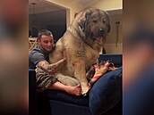 Rodina má psa o velikosti medvěda. Je mu malý i gauč