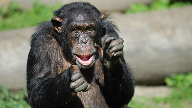 Šimpanzi zase dokážou plánovat své aktivity dopředu