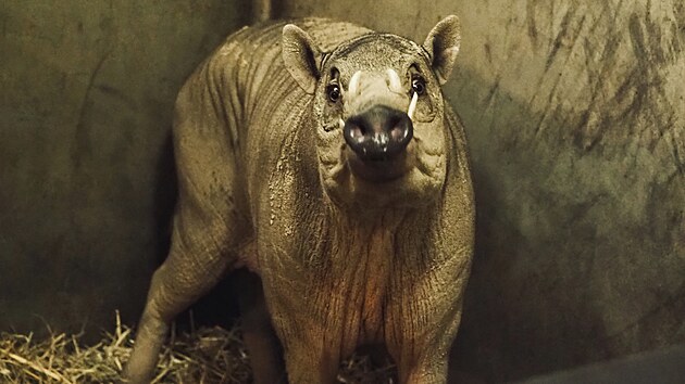 Babirusa sulawesk� je v p��rod� i v zoologick�ch zahrad�ch velmi vz�cn�m druhem prasete.