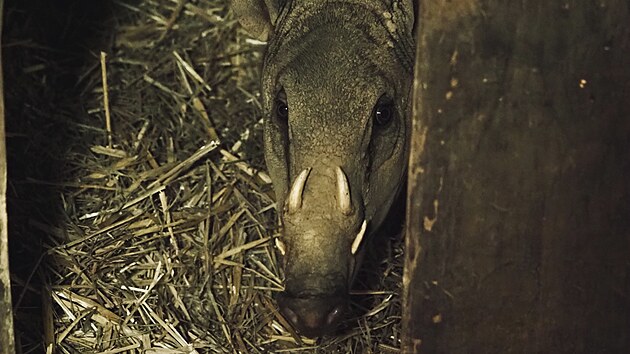 Podobizna babirusy, kter� vznikla p�ed 35 400 lety, se �ad� mezi nejstar�� figur�ln� kresby na sv�t�.