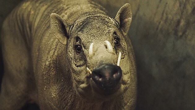 Babirusy jsou v�e�ravci, �ij� v mal�ch skupin�ch do deseti jedinc�.