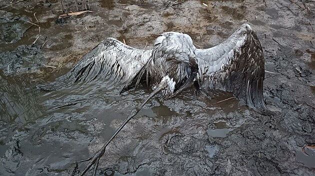 V průběhu minulého týdně uvízli v bahně vypuštěných rybníků na Českolipsku tři jeřábi popelaví, kteří v této lokalitě pravidelně hledají potravu a nocují. Dva z nich se nepodařilo
zachránit.