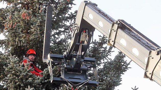 Kácení vánočního stromu v Chranišově a jeho přeprava do Karlových Varů, kde byl vztyčen před hotelem Thermal.
