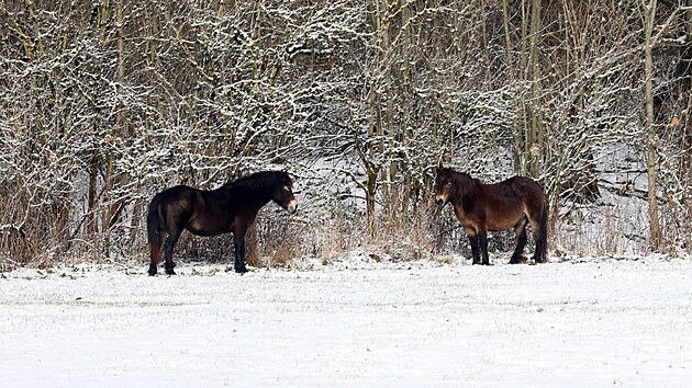 Divocí koně přivezeni z Milovic se už zabydlují na pastvinách v okolí Krásné u Aše.