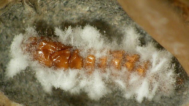 Kl�n�nka napaden� houbou