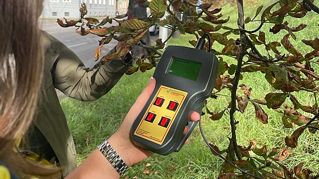 Letn� m��en� kondice strom�