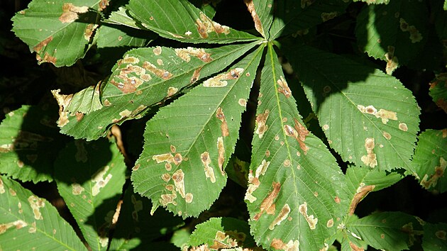 Listy po�kozen� larvami kl�n�nky