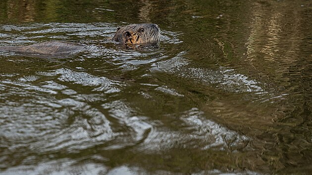 Na Josefovskch loukch se zabydlely i nutrie. (10. listopadu 2023)