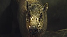 Nový dvouletý samec pochází z n�mecké zoo. Momentáln� si zvyká na nové...