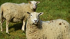 Austrálie má příliš mnoho ovcí, farmáři je i rozdávají zdarma. (15. listopadu...