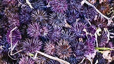 Mo�ská je�ovka na pult� sicilského tr�i�t� (18. kv�tna 2022)