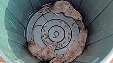 Pemnoené krysy v koi na odpadky v australském Queenslandu (23. listopadu...
