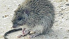 Pemnoené krysy na plái v australském Queenslandu (12. listopadu 2023)