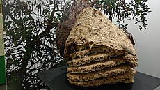 Hnízdo srn asijské, které sundali ze stromu v Plzni, vystavují nyní v...