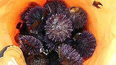 Japonci pou�ívají mo�ské je�ovky na p�ípravu sushi.