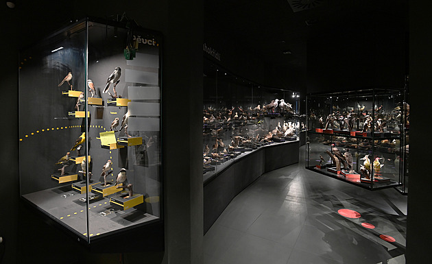 Ornitologická stanice se blýskla expozicí Ptáci Česka, má i nové zahrady