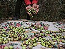 Pro adu palestinských rodin jsou olivovníky a výroba olivového oleje klíovým...