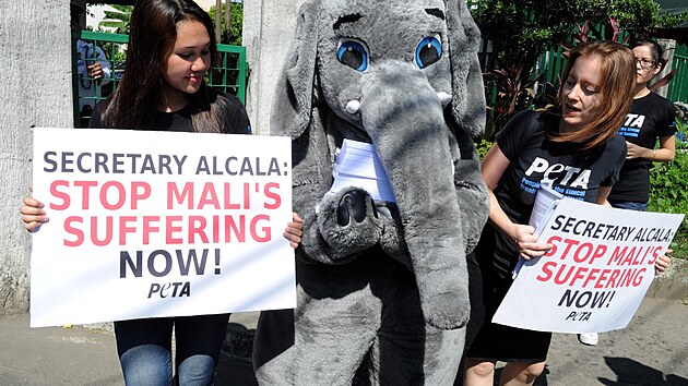 Aktivisté z People for the Ethical Treatment of Animals (PETA) protestují za převezení slonice Mali do sloní rezervace v Thajsku. (15. ledna 2013)