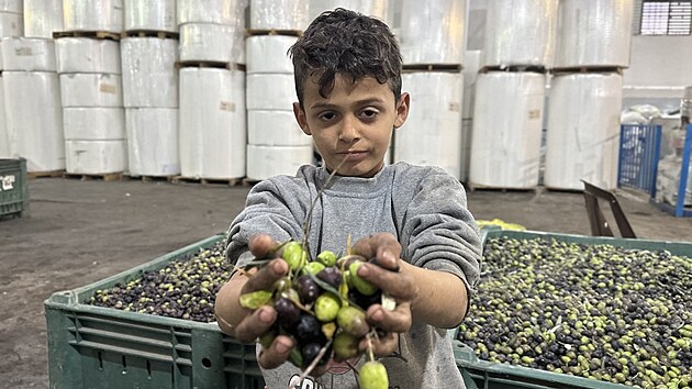 Pro adu palestinskch rodin jsou olivovnky a vroba olivovho oleje klovm zdrojem obivy.