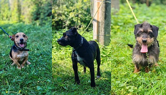 Trojice ps, které veterinái zabavili kvli tristním podmínkám chovu v Nmicích nad Hanou. Milou (vlevo) u má nový domov.