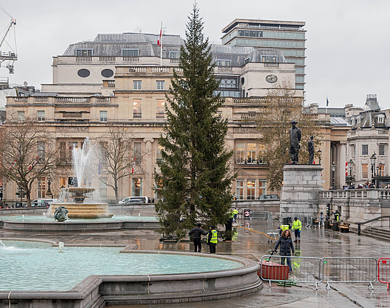 Vánoční strom zaslaný norskou metropolí na Trafalgarském náměstí v Londýně (4....