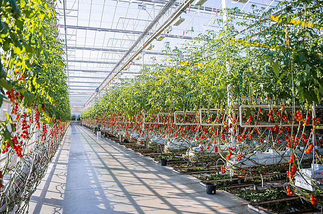 Industrial: Rajčaty od elektrárny bych uživil celé Česko, říká Lukáš Rázl