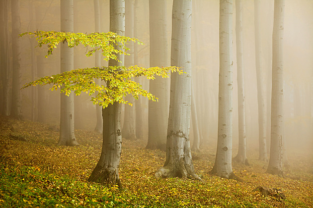 Dilema lesů: kůrovec, nebo sucho? Sázení nových stromů může být riziko