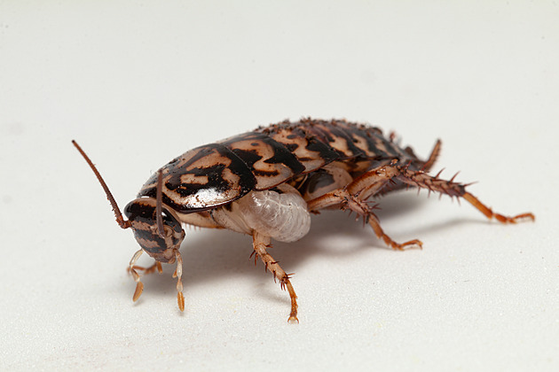 Bez rozpaků se přiživují, někteří své hostitele zabíjejí. Využijí i mršinu