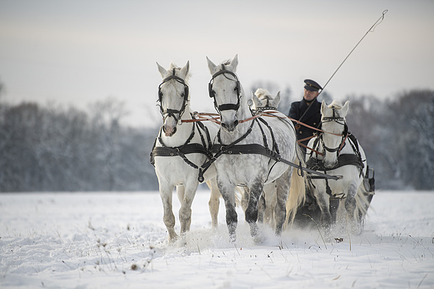 Hřebčín zapřahal koně do saní, pro zvířata jsou nepříjemné sněhové podpatky