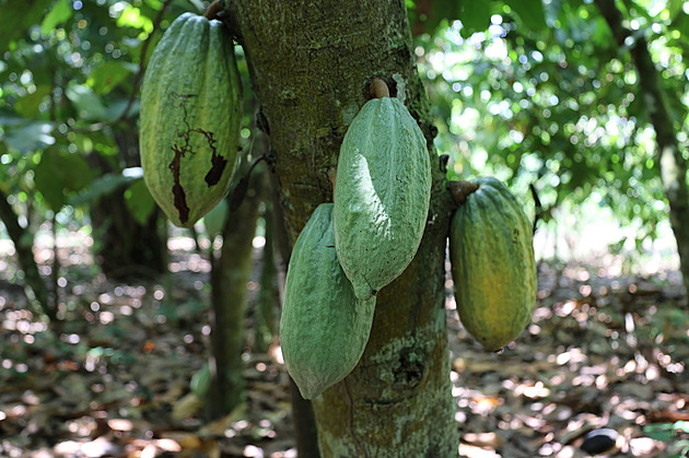 Sucho v Africe žene ceny kakaa do rekordních výšin. Čokoláda zdražuje