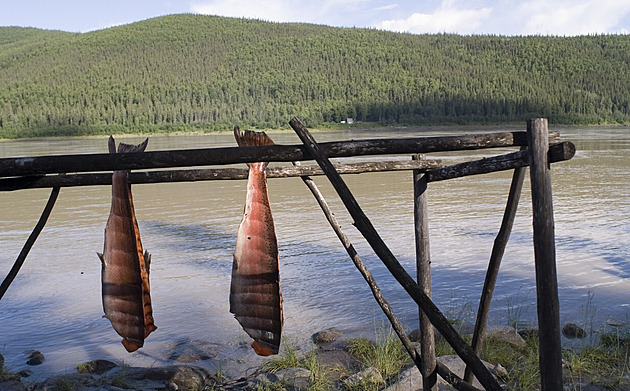 Psi nemají co žrát. Yukon přichází o lososy kvůli klimatu i nadměrnému rybolovu