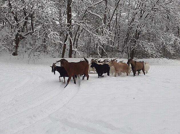 Kozy v Prokopském údolí 