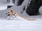 Pes se prohání snhem v mnichovském parku. (2. prosince 2023)