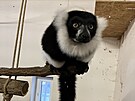 Stejn jako ostatní lemui, je vari ernobílý z Madagaskaru. Tento primát je...