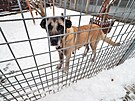 O �ejlu, star�� fenu plemene tureck� pasteveck� pes (Kangal), se v sou�asn� dob...