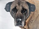 O �ejlu, star�� fenu plemene tureck� pasteveck� pes (Kangal), se v sou�asn� dob...