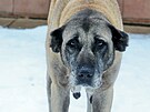 O �ejlu, star�� fenu plemene tureck� pasteveck� pes (Kangal), se v sou�asn� dob...