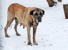 O ejlu, starí fenu plemene turecký pastevecký pes (Kangal), se v souasné dob...