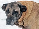 O �ejlu, star�� fenu plemene tureck� pasteveck� pes (Kangal), se v sou�asn� dob...