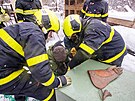 V Dobré na Frýdecko-Místecku zachraovali ochranái spolen s hasii mlád...