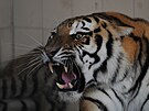 Bengálský tygr v zoo v pákistánském Karáí (17.7. 2012)
