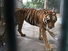 Bengálský tygr v zoo v pákistánském Karáí (28.7.2019)
